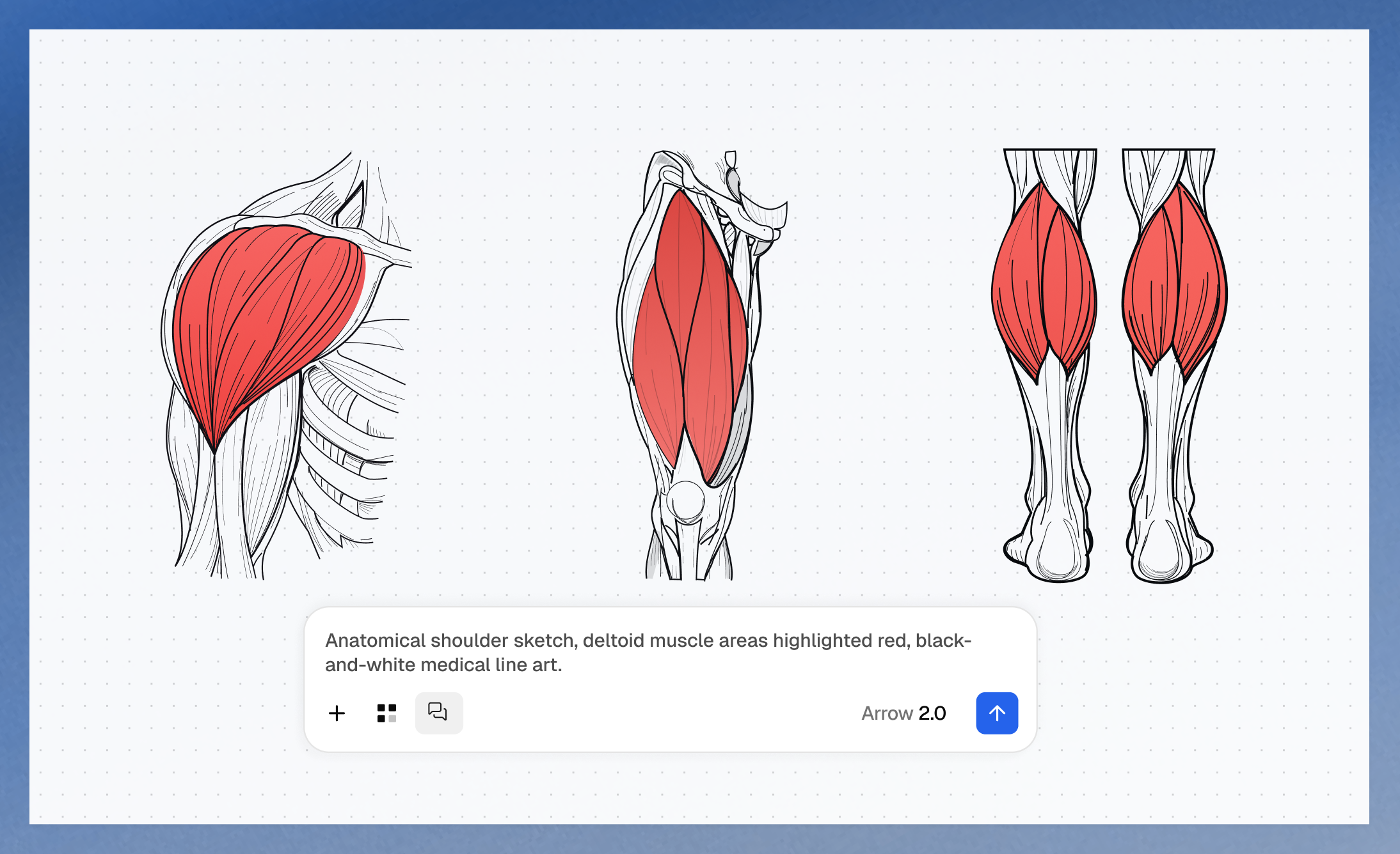 Anatomical line-art studies of shoulder, thigh, and calf muscles with muscles highlighted in red